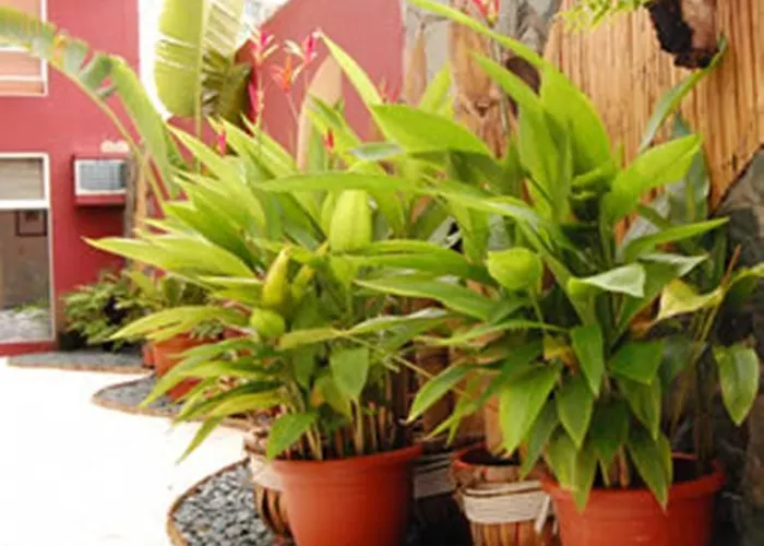 Azotea